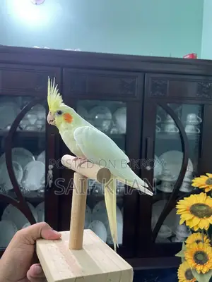 লুটিনো রেড আই