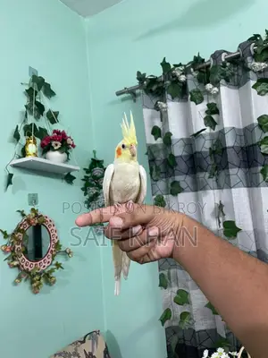 লুটিনো রেড আই