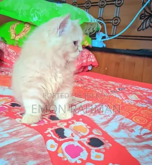 ১-৩ মাসের পুরুষ খাঁটি পার্সিয়ান