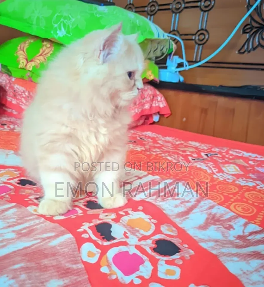 ১-৩ মাসের পুরুষ খাঁটি পার্সিয়ান