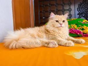 ৬-১২ মাস বয়সী পুরুষ বিশুদ্ধ পার্সিয়ান