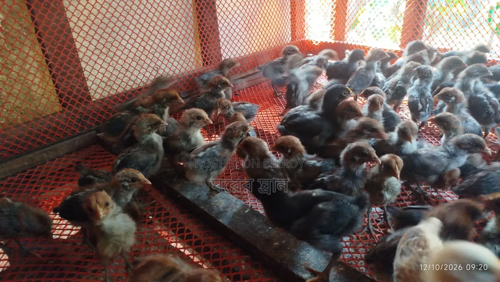 🐣 অরিজিনাল মিশরীয় ফাউমি মুরগির বাচ্চা বিক্রি হবে 🐣