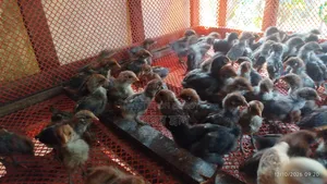 🐣 অরিজিনাল মিশরীয় ফাউমি মুরগির বাচ্চা বিক্রি হবে 🐣