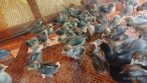 🐣 অরিজিনাল মিশরীয় ফাউমি মুরগির বাচ্চা বিক্রি হবে 🐣