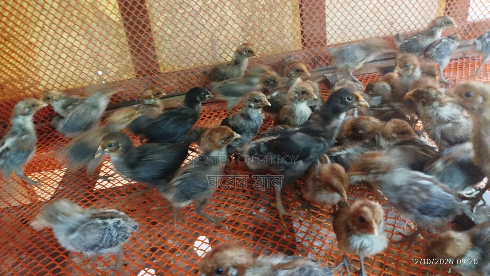 🐣 অরিজিনাল মিশরীয় ফাউমি মুরগির বাচ্চা বিক্রি হবে 🐣