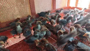 🐣 অরিজিনাল মিশরীয় ফাউমি মুরগির বাচ্চা বিক্রি হবে 🐣