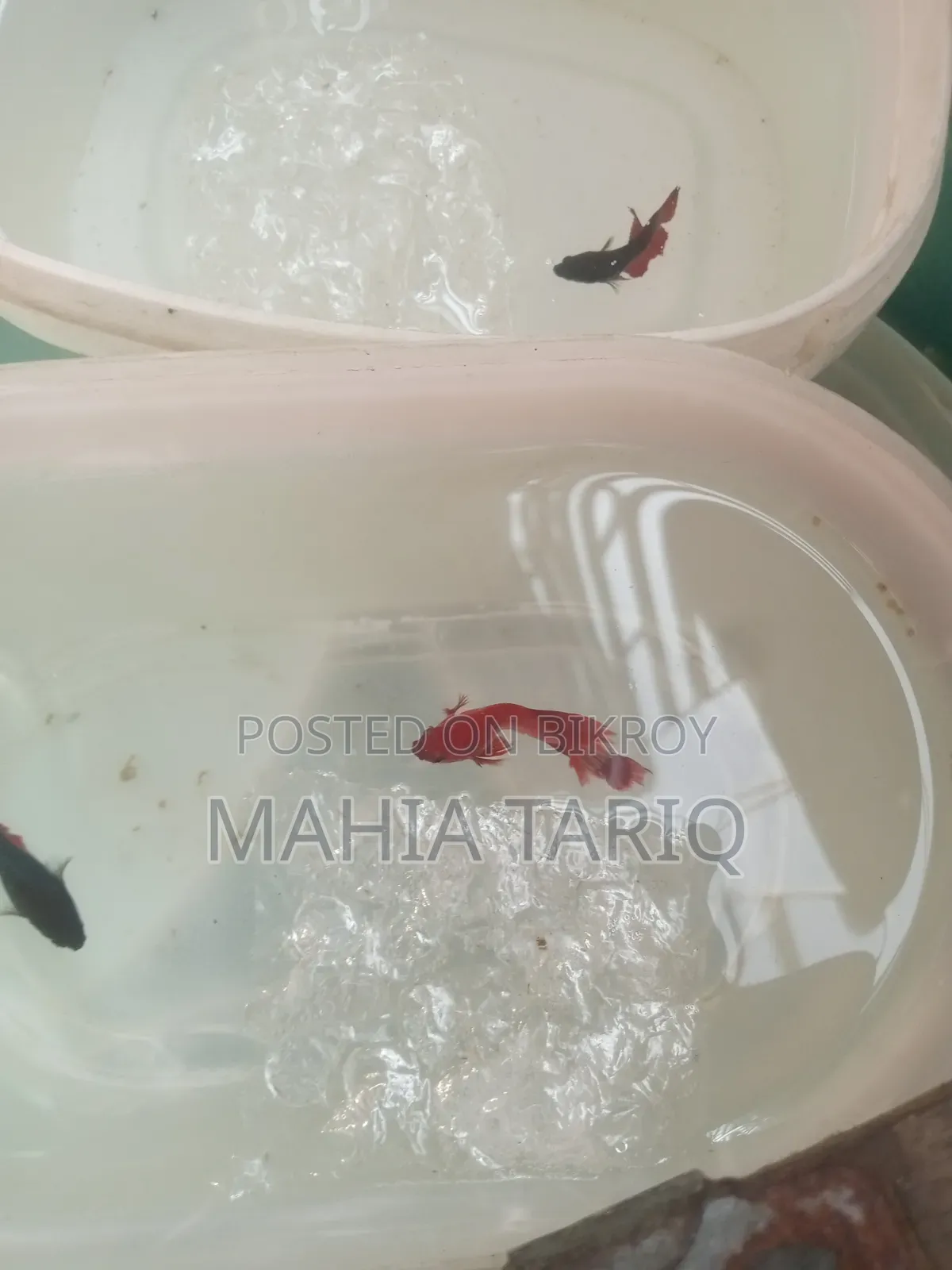 ফাইটার ফিশ কালার ফুল