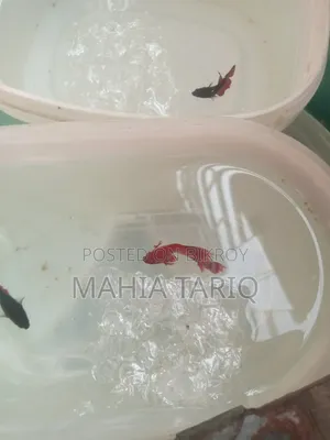 ফাইটার ফিশ কালার ফুল