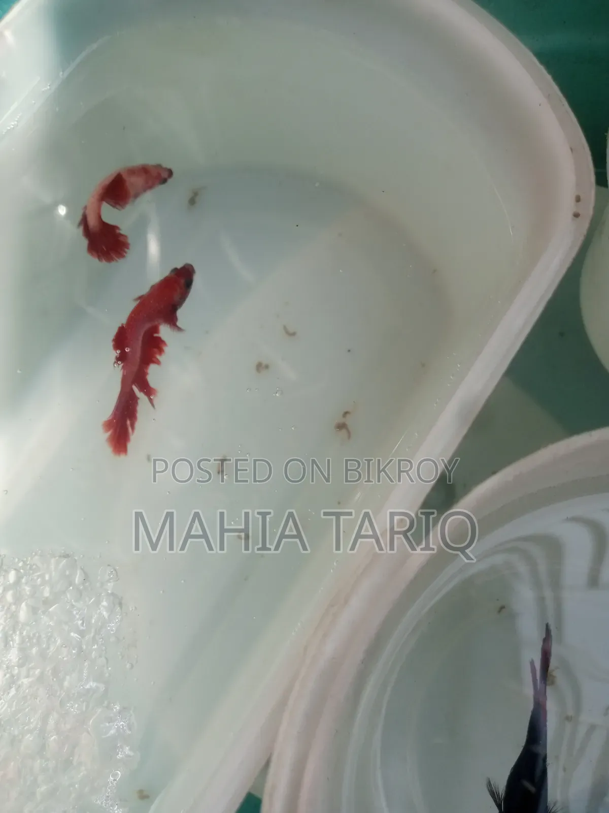 ফাইটার ফিশ কালার ফুল