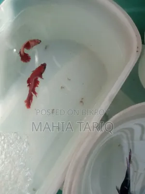 ফাইটার ফিশ কালার ফুল