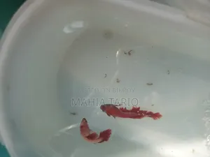 ফাইটার ফিশ কালার ফুল
