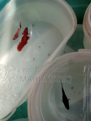 ফাইটার ফিশ কালার ফুল