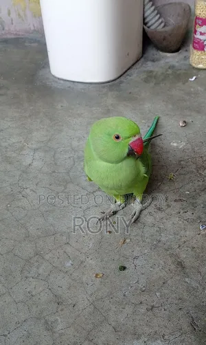 বাচ্চা পাখি
