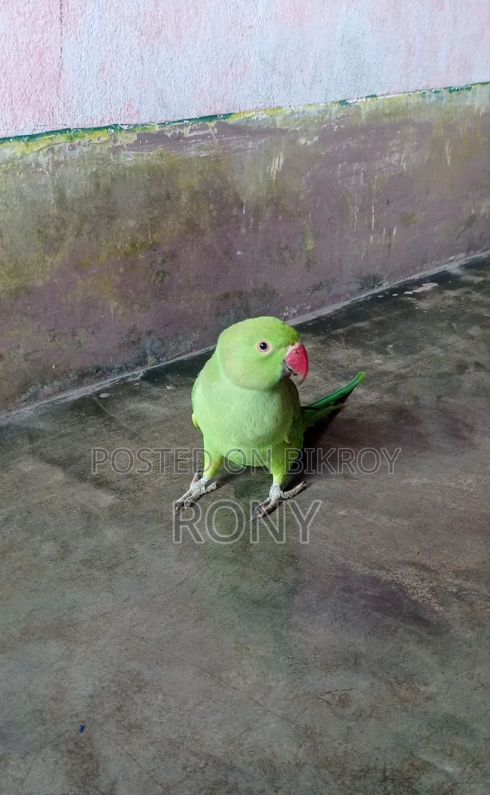বাচ্চা পাখি