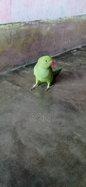 বাচ্চা পাখি