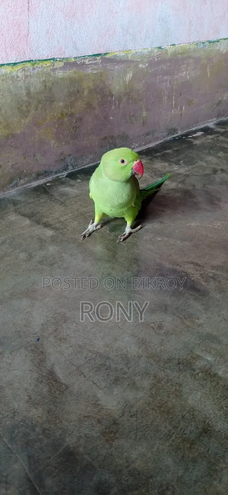 বাচ্চা পাখি