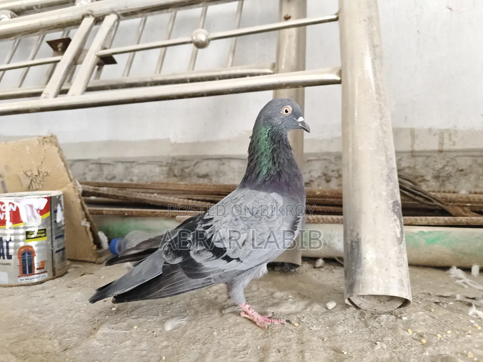 কবুতর বিক্রি হবে