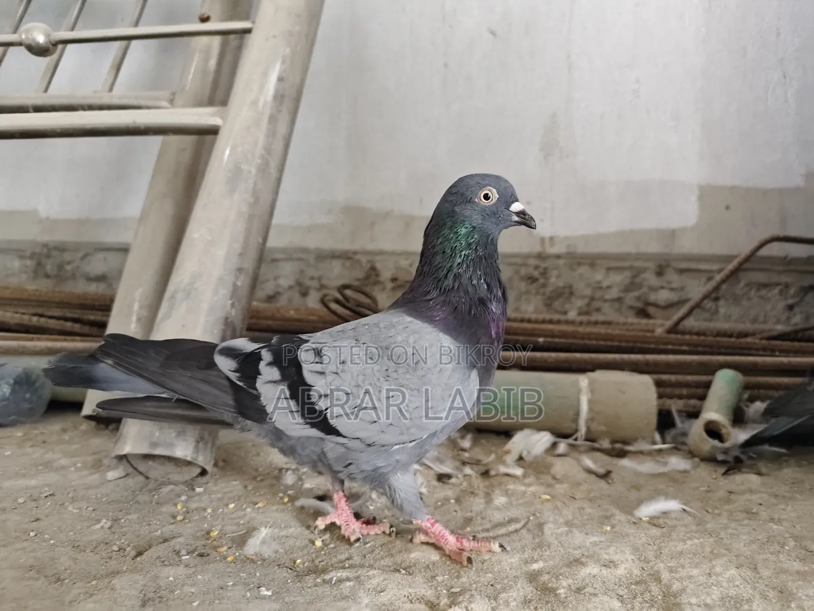 কবুতর বিক্রি হবে