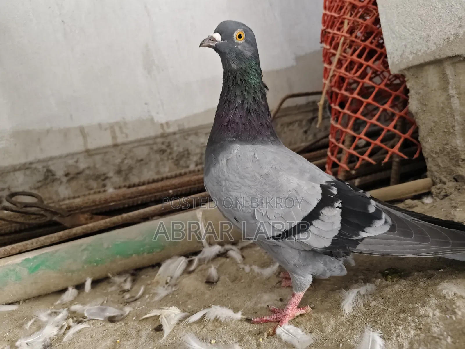 কবুতর বিক্রি হবে