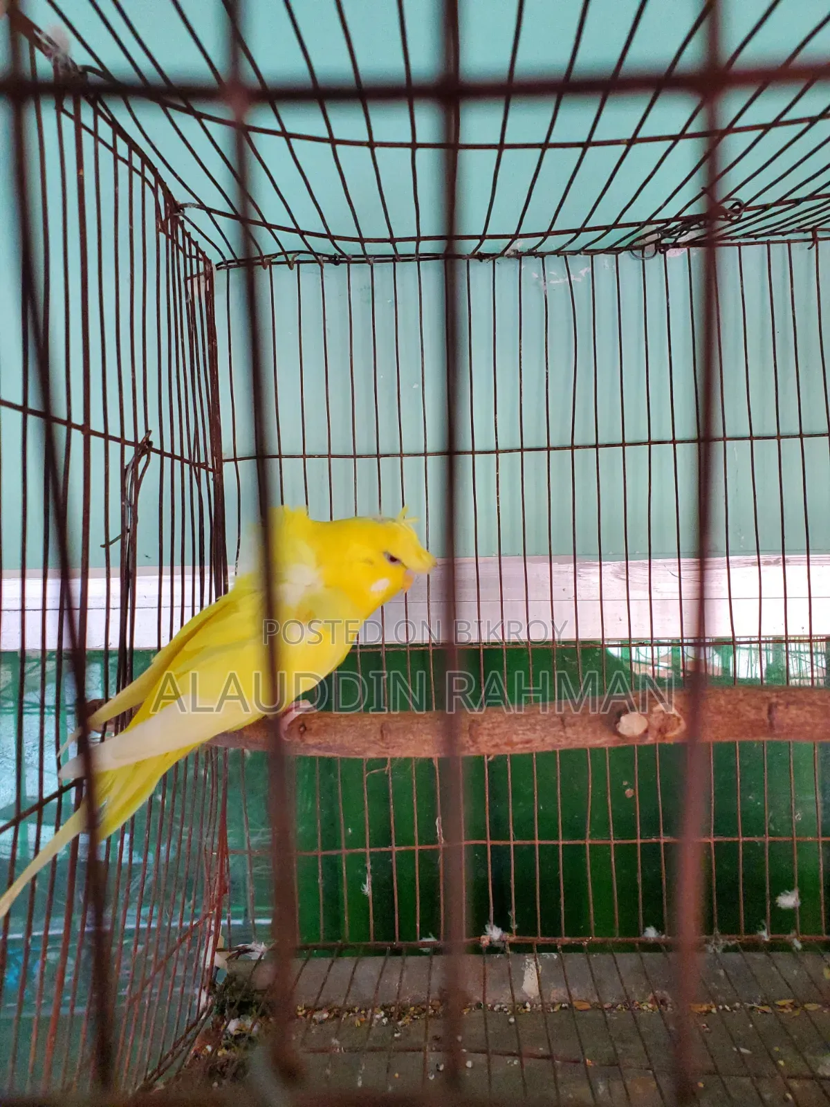 লুটিনো জেপি মেল