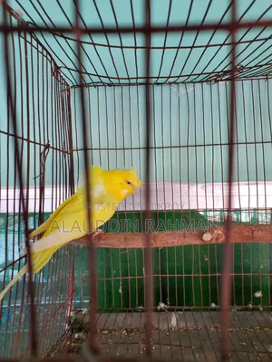 লুটিনো জেপি মেল
