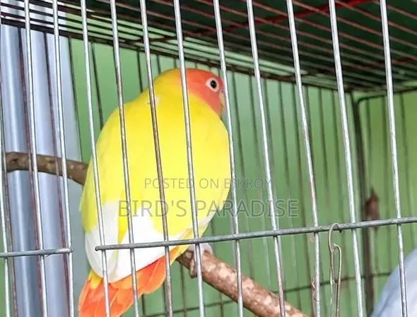 শোভন লাভবার্ড
