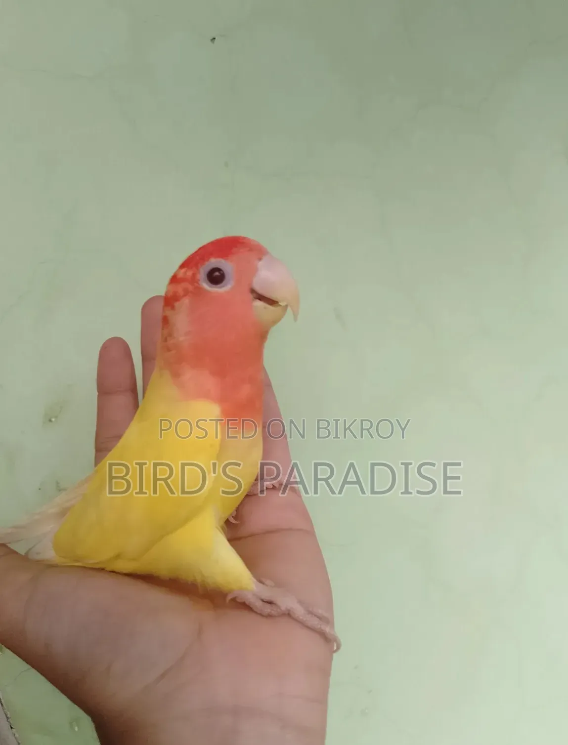 শোভন লাভবার্ড