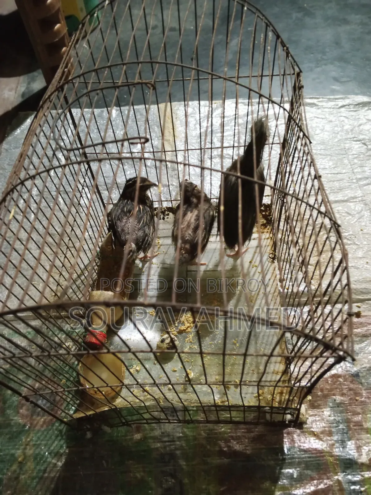 কোয়েল পাখি