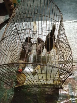 কোয়েল পাখি