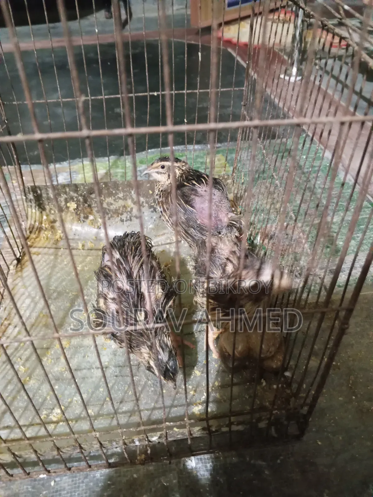 কোয়েল পাখি