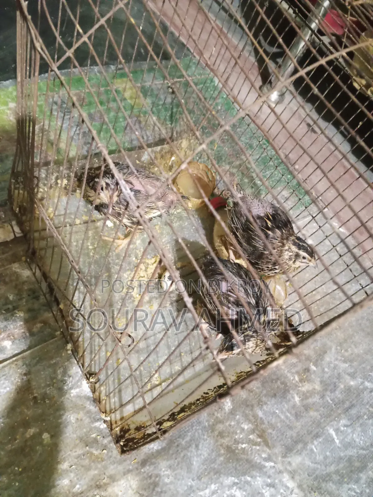 কোয়েল পাখি