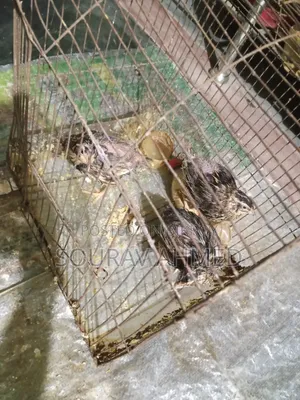 কোয়েল পাখি