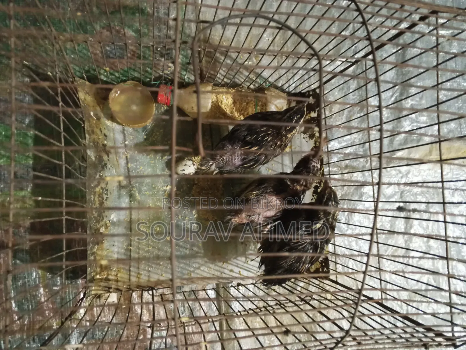 কোয়েল পাখি