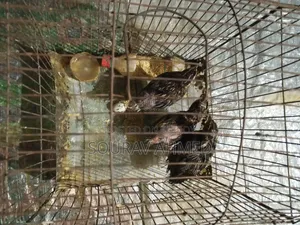 কোয়েল পাখি