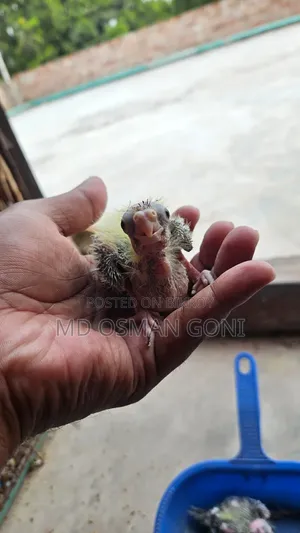 টেম সাইজের কোকাটেইল বেবী