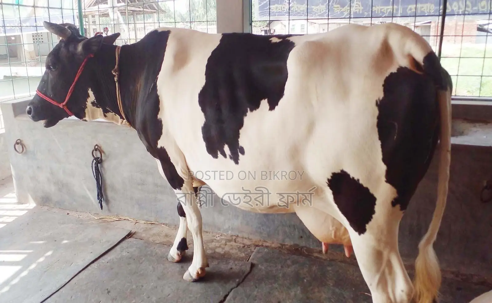 Cow number 1746 is for sale.