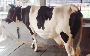 Cow number 1746 is for sale.