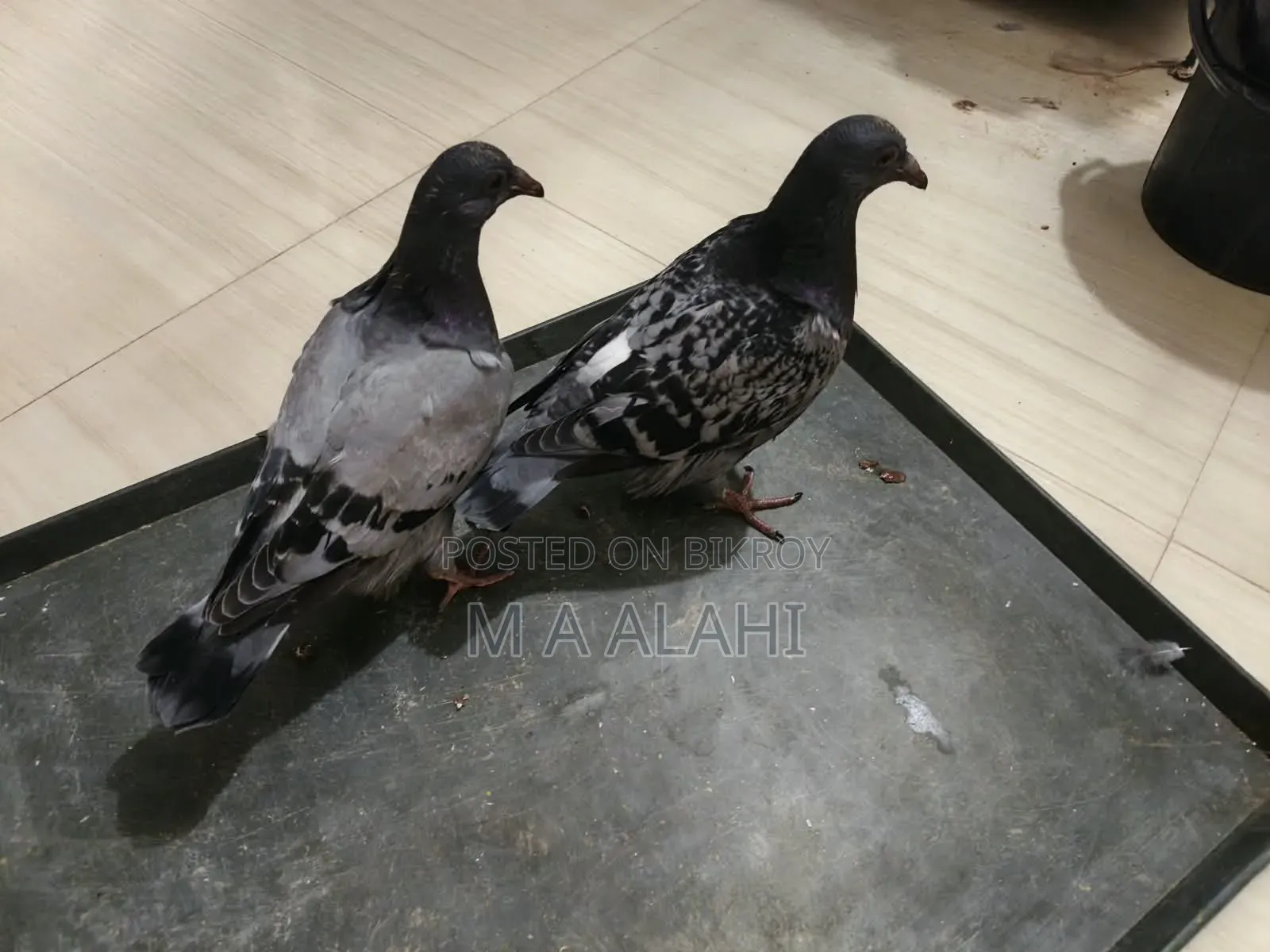 রেসার কবুতরের বাচ্চা বিক্রি হবে
