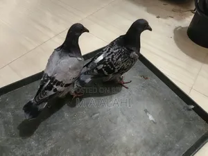 রেসার কবুতরের বাচ্চা বিক্রি হবে