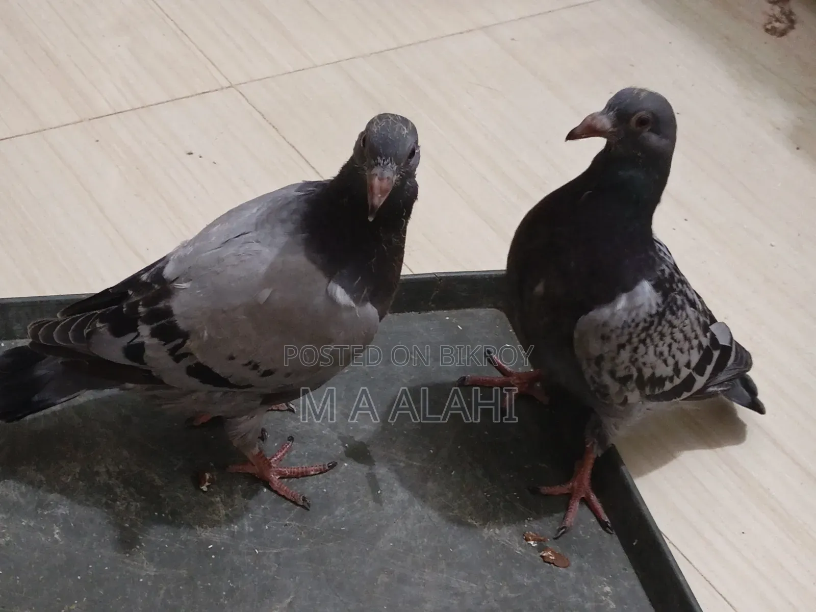 রেসার কবুতরের বাচ্চা বিক্রি হবে