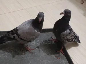 রেসার কবুতরের বাচ্চা বিক্রি হবে