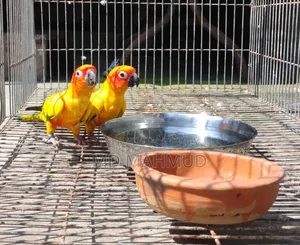 সান কুনুর