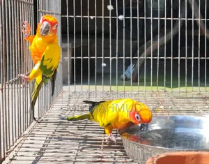 সান কুনুর