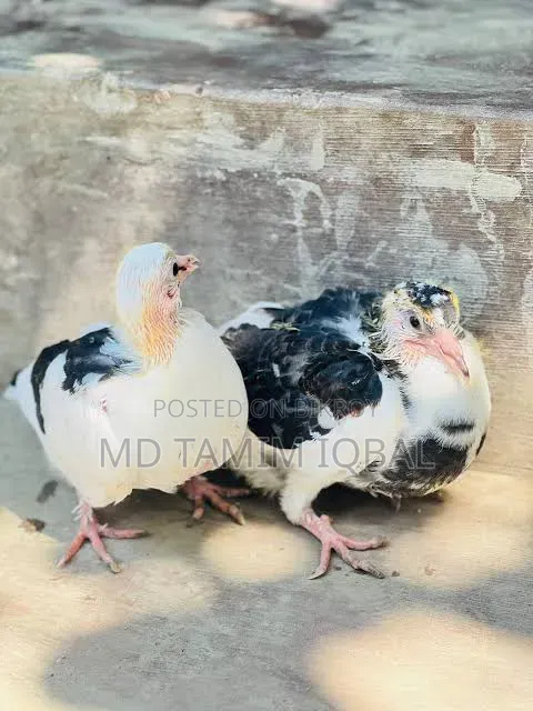 দেশি কবুতরের বাচ্চা