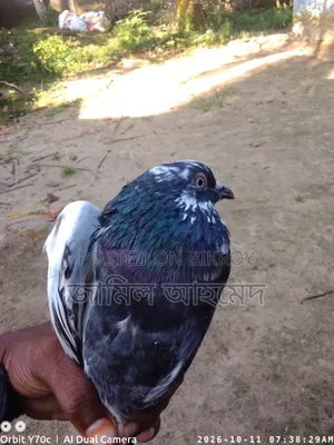 রানিং দেশি কবুতর