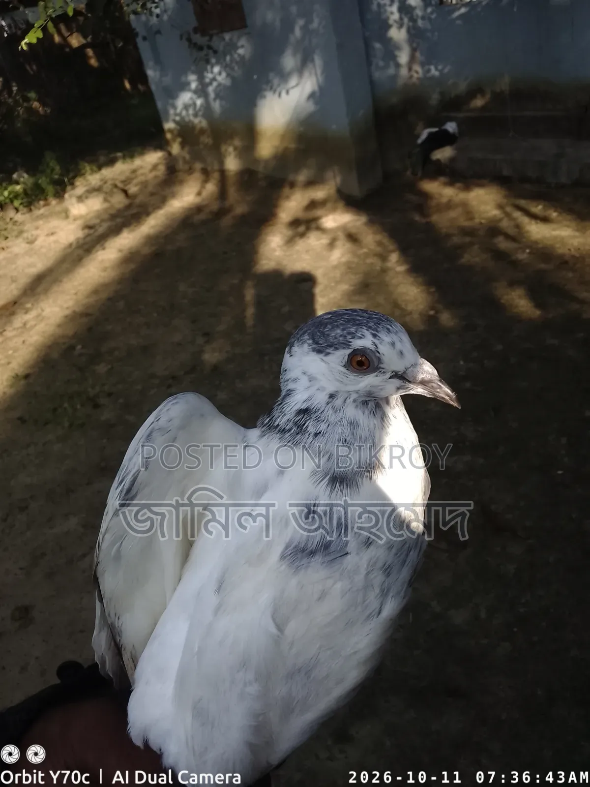 রানিং দেশি কবুতর
