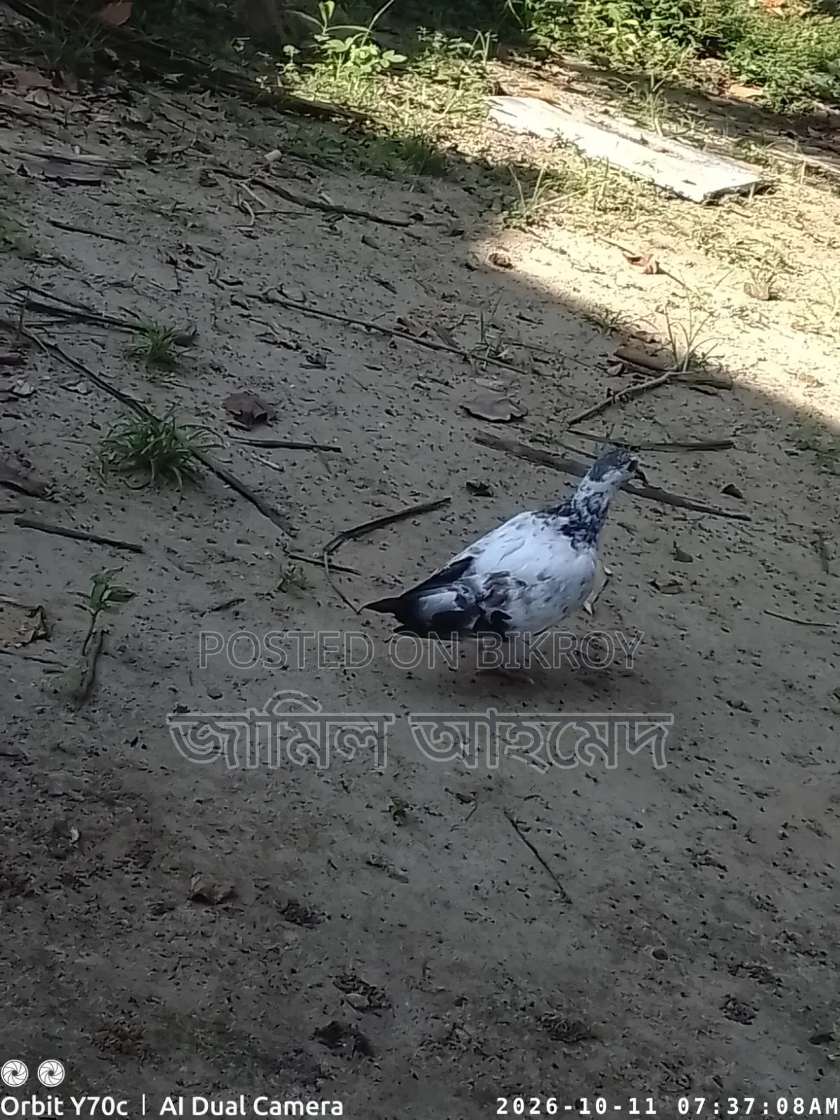 রানিং দেশি কবুতর
