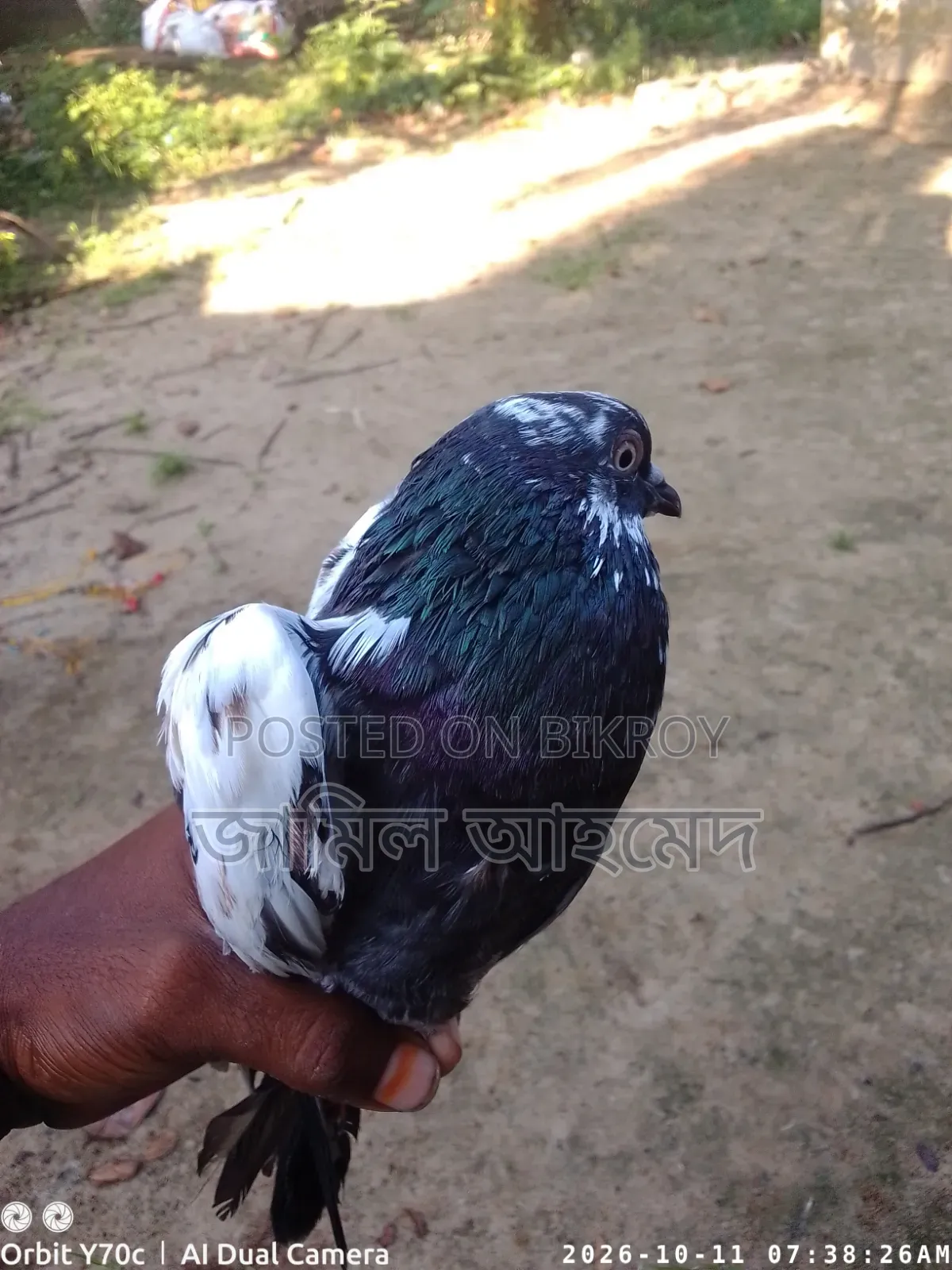 রানিং দেশি কবুতর