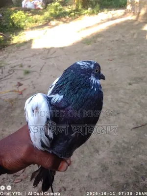 রানিং দেশি কবুতর