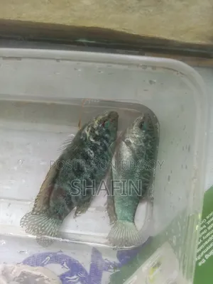 গোড়ামি মাছ 1 পেয়ার আছে বড় সাইজ